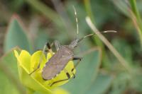 Dicranocephalus albipes