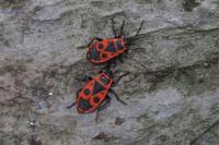 Pyrrhocoris apterus