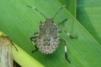 Halyomorpha halys