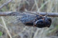 Lyristes plebejus