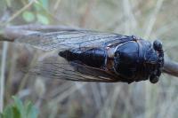 Lyristes plebejus