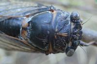 Lyristes plebejus