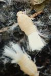 Cixiidae