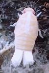 Cixiidae