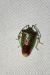 Acanthosoma haemorrhoidale