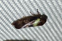 Oncopsis