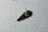 Oncopsis