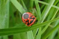 Eurydema ornata