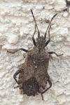 Anoplocerus elevatus