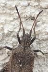 Anoplocerus elevatus