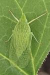 Dictyophara multireticulata