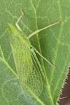 Dictyophara multireticulata
