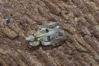 Corythucha ciliata