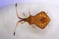 Syromastus rhombeus