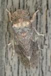 Ledra aurita