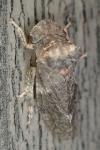 Ledra aurita