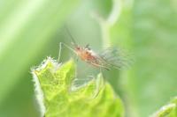 Microlophium carnosum