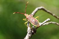 Gonocerus juniperi