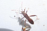 Camptopus lateralis