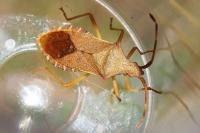 Gonocerus acuteangulatus