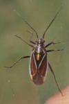 Horistus orientalis