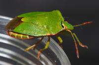 Palomena prasina