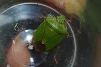 Palomena prasina