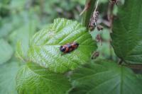 Cercopis vulnerata