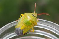 Piezodorus lituratus