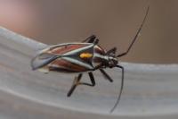 Horistus orientalis