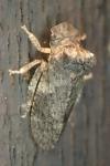Ledra aurita