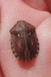 Eurygaster testudinaria