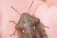 Eurygaster testudinaria