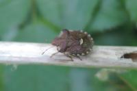 Dyroderes umbraculatus