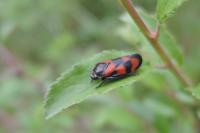Cercopis vulnerata