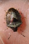 Stagonomus venustissimus