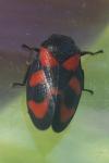 Cercopis vulnerata