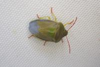 Piezodorus lituratus