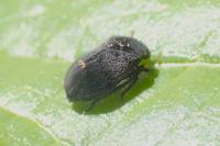 Penthimia nigra