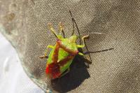 Acanthosoma haemorrhoidale