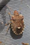 Dyroderes umbraculatus