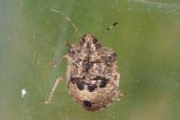 Dyroderes umbraculatus