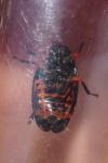 Cercopis intermedia
