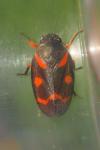 Cercopis intermedia