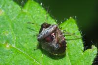Stagonomus venustissimus