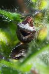 Stagonomus venustissimus