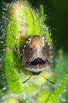 Stagonomus venustissimus