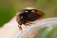 Centrotus cornutus