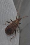 Ceraleptus gracilicornis