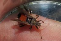Ceraleptus gracilicornis